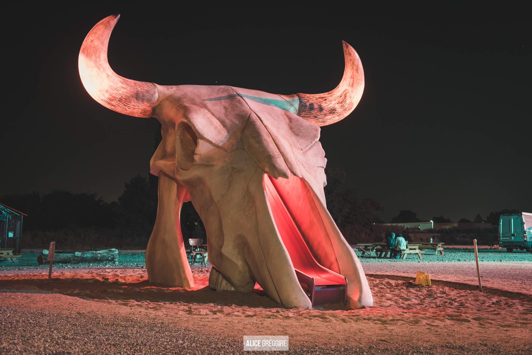 Photo crâne de vache